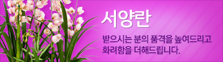 서양란